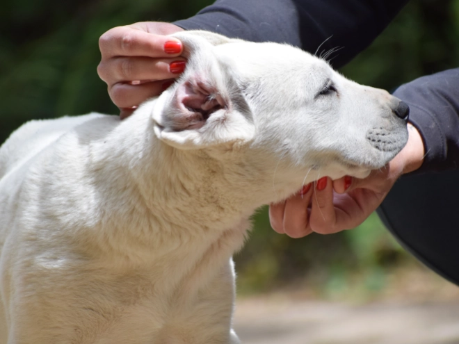 Central Asian Ovcharka puppy for sale