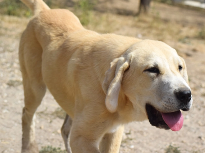 Mittelasiatischer Schäferhund Welpe kaufen