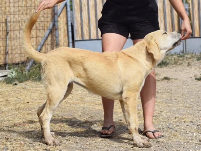 Mittelasiatischer Schäferhund Welpe kaufen
