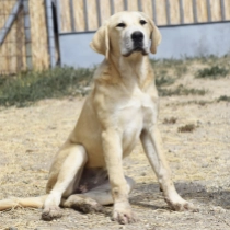 Yasmin,  Mittelasiatischer Schäferhund Welpen kaufen