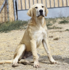 Mittelasiatischer Schäferhund Welpe kaufen