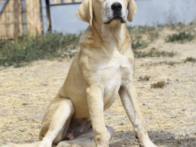 Mittelasiatischer Schäferhund Welpe kaufen