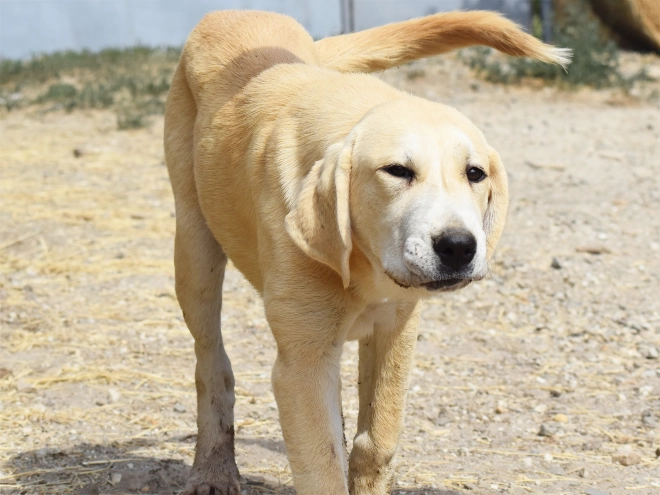 Mittelasiatischer Schäferhund Welpe kaufen
