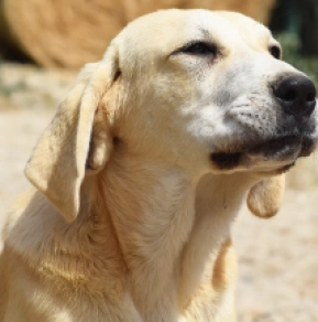 Mittelasiatischer Schäferhund Welpe kaufen