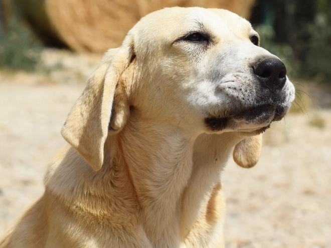 Mittelasiatischer Schäferhund Welpe kaufen