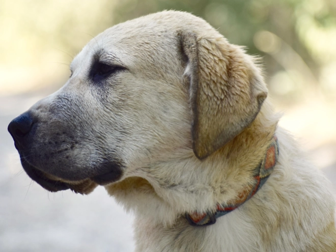 Mittelasiatischer Schäferhund Welpe kaufen
