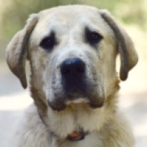 Altor,  Mittelasiatischer Schäferhund Welpen kaufen