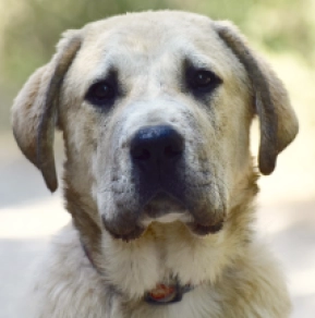 Mittelasiatischer Schäferhund Welpe kaufen