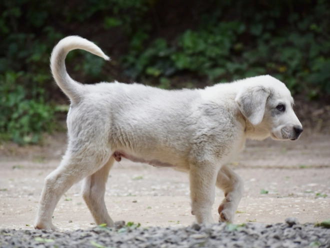 Central Asian Ovcharka puppy for sale