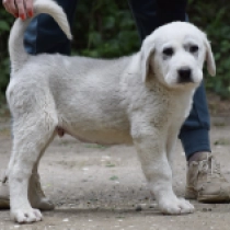 Barys,  Mittelasiatischer Schäferhund Welpen kaufen