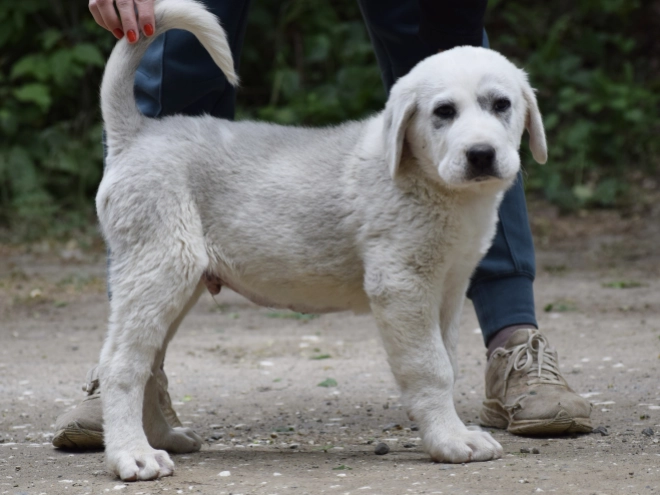 Central Asian Ovcharka puppy for sale