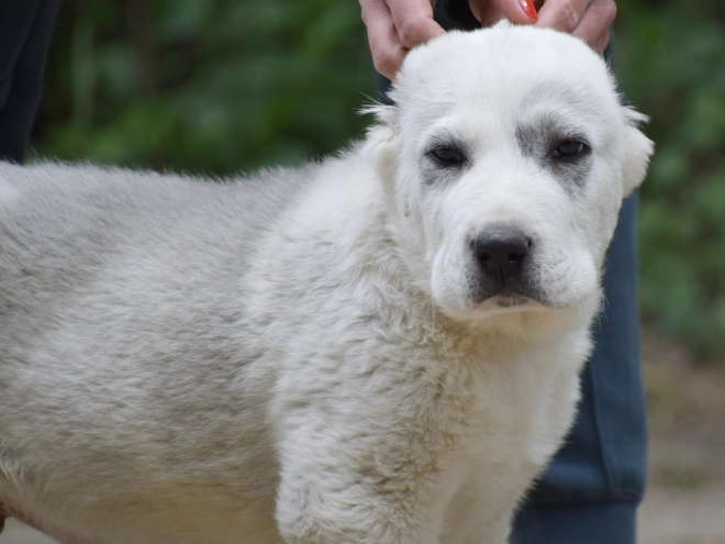 Central Asian Ovcharka puppy for sale