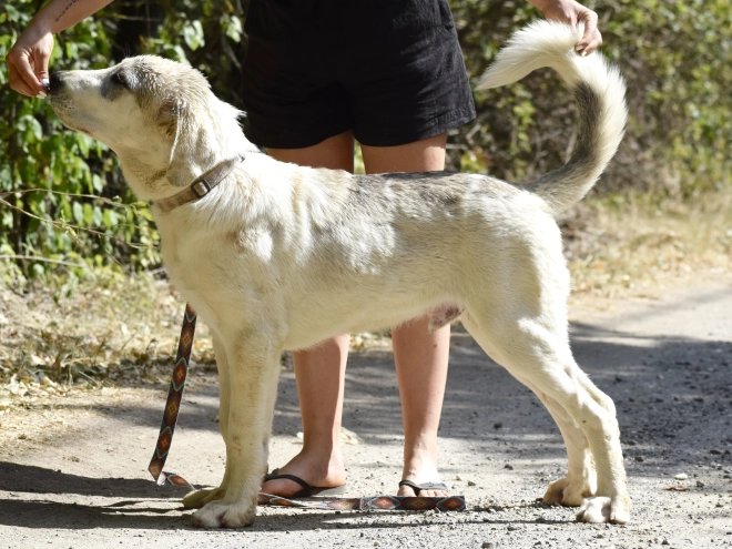 Mittelasiatischer Schäferhund Welpe kaufen