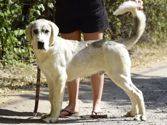 Mittelasiatischer Schäferhund Welpe kaufen