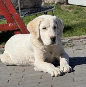Perros Perro Pastor de Asia Central en venta