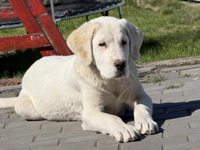 Central Asian Ovcharka puppy for sale