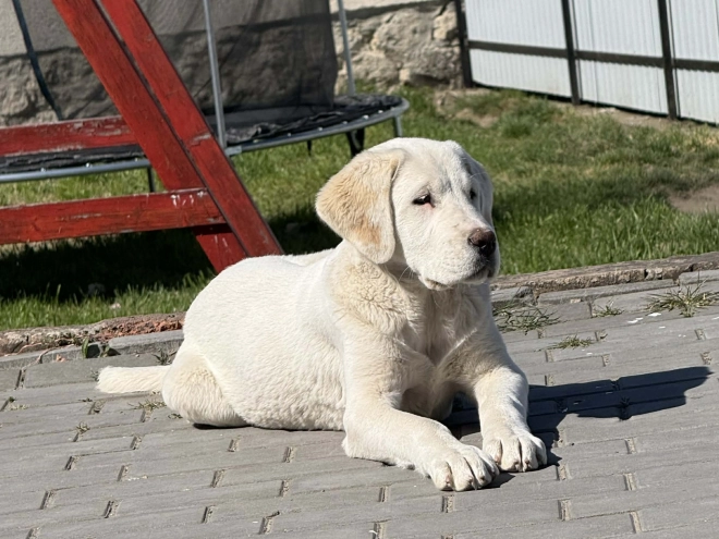 Central Asian Ovcharka puppy for sale