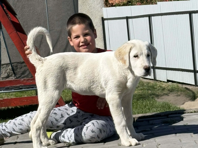 Central Asian Ovcharka puppy for sale