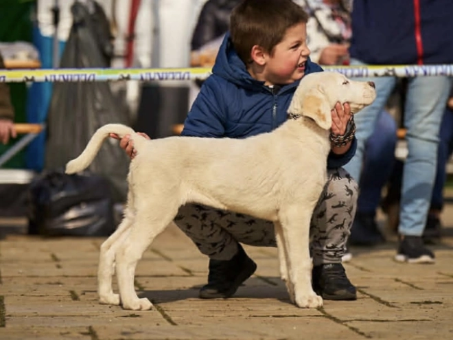 Central Asian Ovcharka puppy for sale