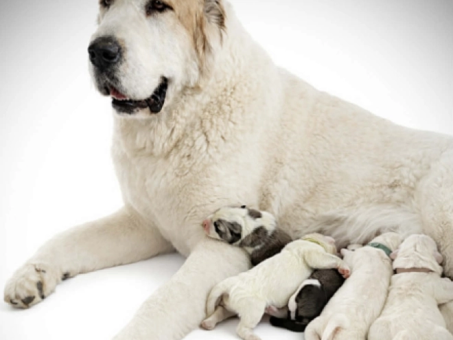 Central Asian Ovcharka puppy for sale