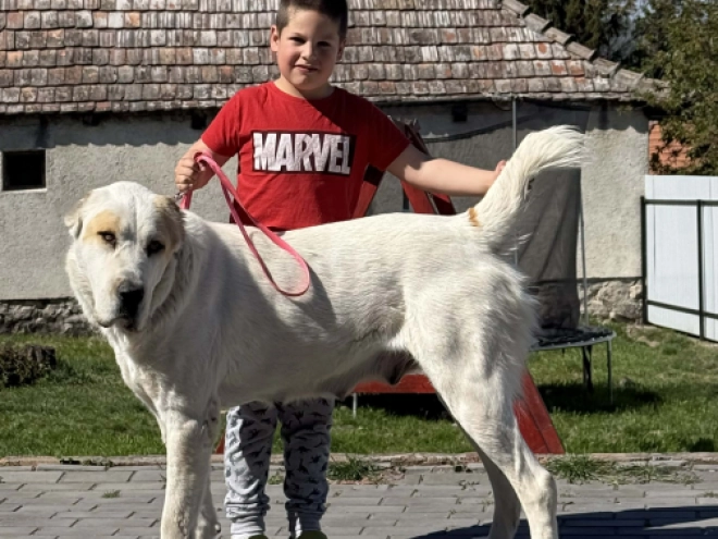 Central Asian Ovcharka puppy for sale