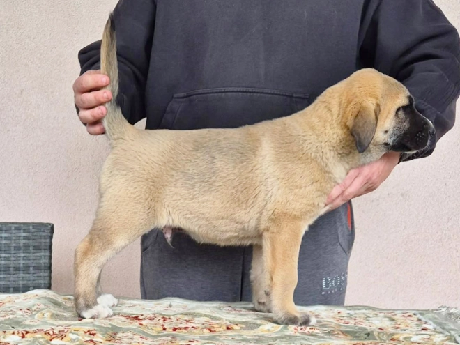 Perros Perro Pastor de Asia Central en venta