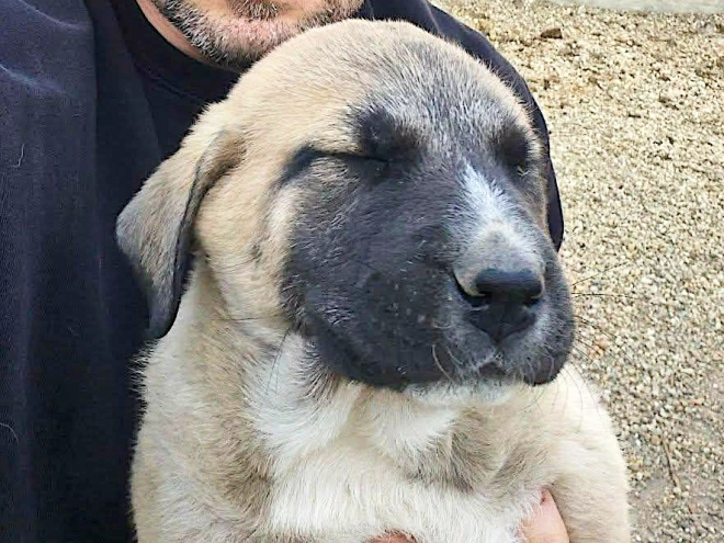 Perros Perro Pastor de Asia Central en venta