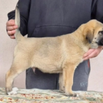 Brawny, fawn Central Asian Ovcharka for sale
