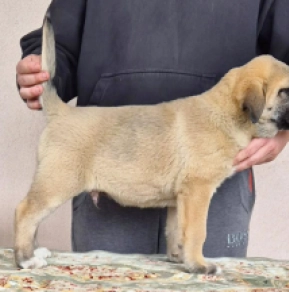 Perros Perro Pastor de Asia Central en venta