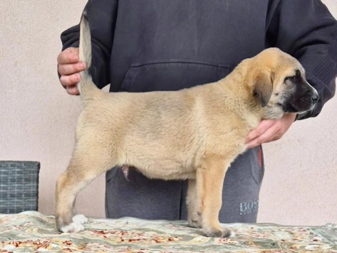 Perros Perro Pastor de Asia Central en venta