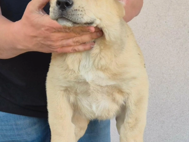 Central Asian Ovcharka puppy for sale