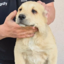 Godfather, fawn Mittelasiatischer Schäferhund Welpen kaufen