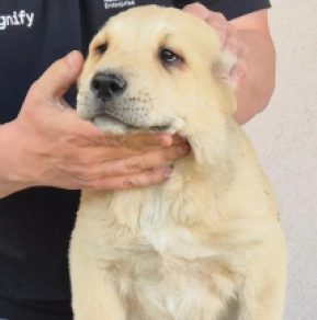 Perros Perro Pastor de Asia Central en venta