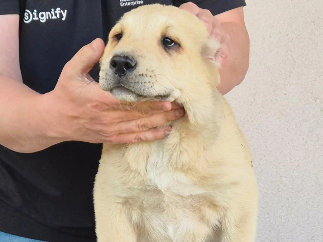 Central Asian Ovcharka puppy for sale
