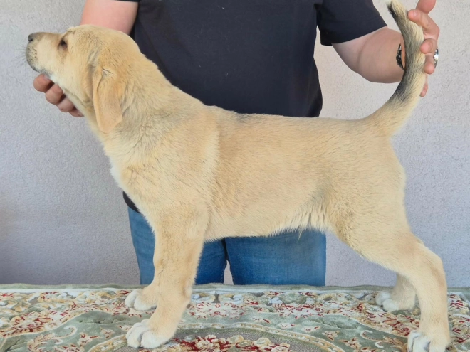 Central Asian Ovcharka puppy for sale