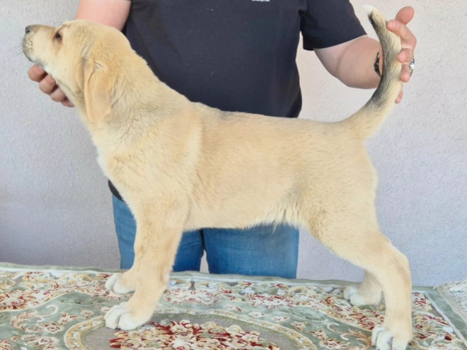 Central Asian Ovcharka puppy for sale
