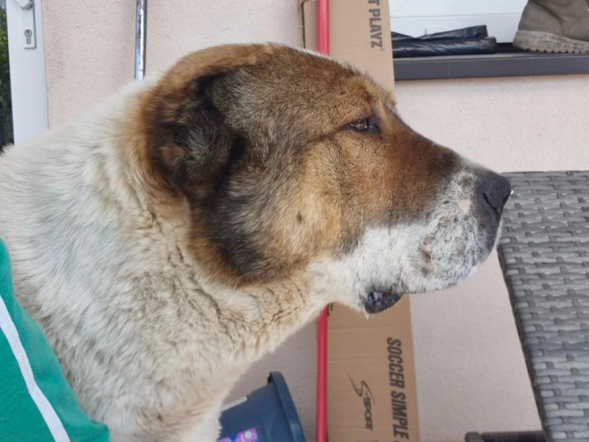 Perros Perro Pastor de Asia Central en venta