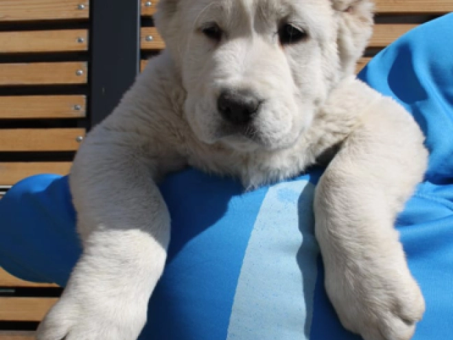 Perros Perro Pastor de Asia Central en venta
