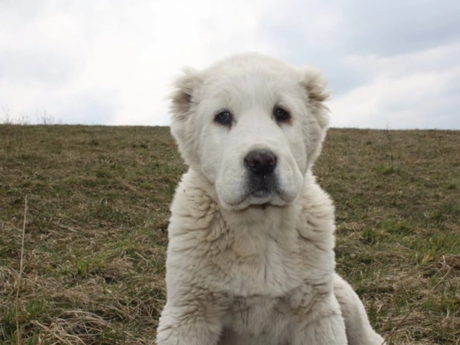 Perros Perro Pastor de Asia Central en venta