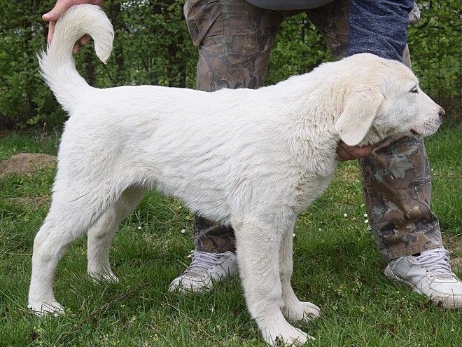 Central Asian Ovcharka puppy for sale