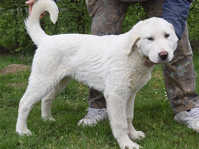 Central Asian Ovcharka puppy for sale