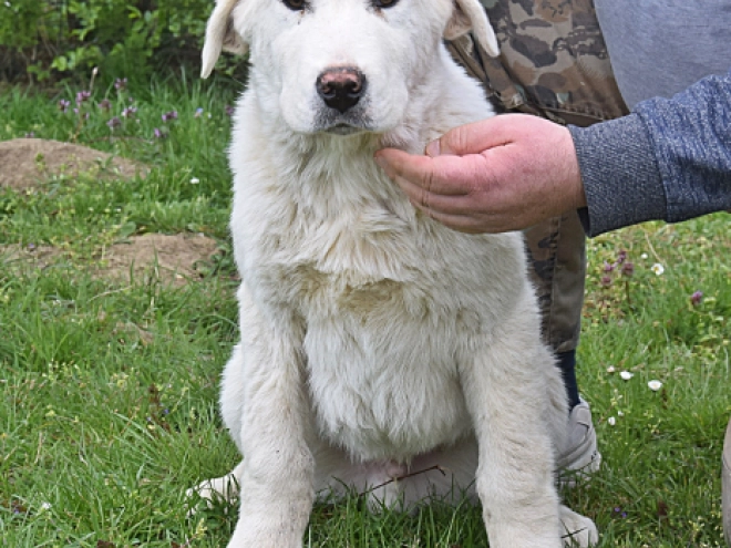 Central Asian Ovcharka puppy for sale