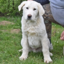 Goliath, white Central Asian Ovcharka for sale