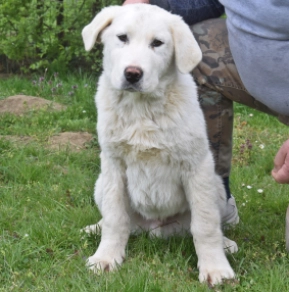 Perros Perro Pastor de Asia Central en venta