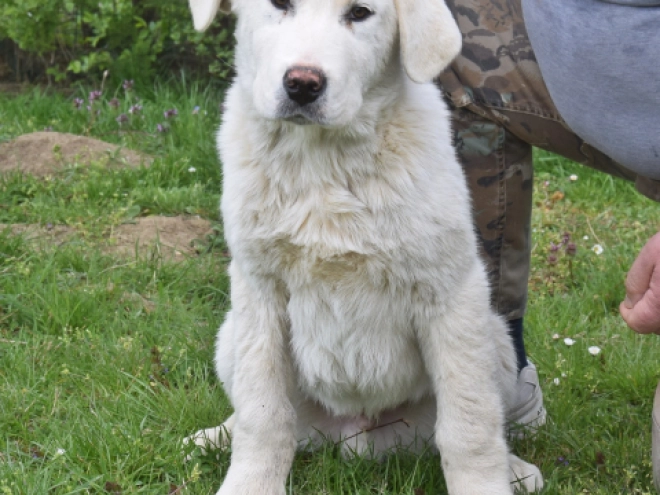 Central Asian Ovcharka puppy for sale