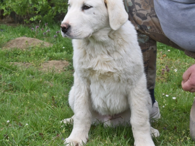 Central Asian Ovcharka puppy for sale