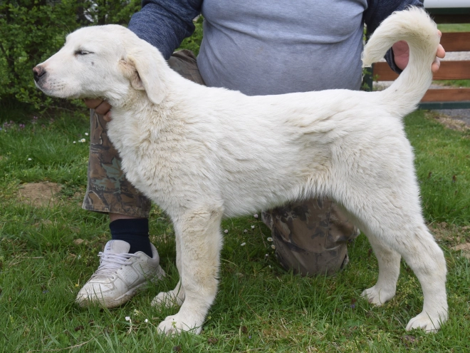 Central Asian Ovcharka puppy for sale