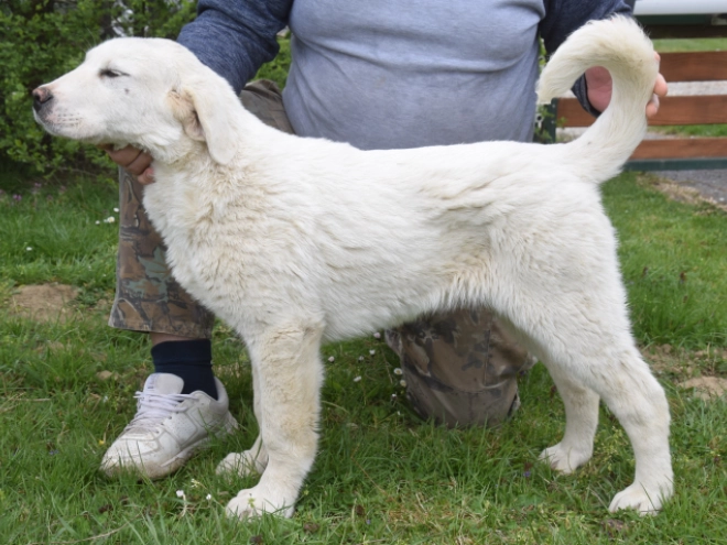 Central Asian Ovcharka puppy for sale