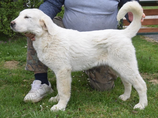 Central Asian Ovcharka puppy for sale