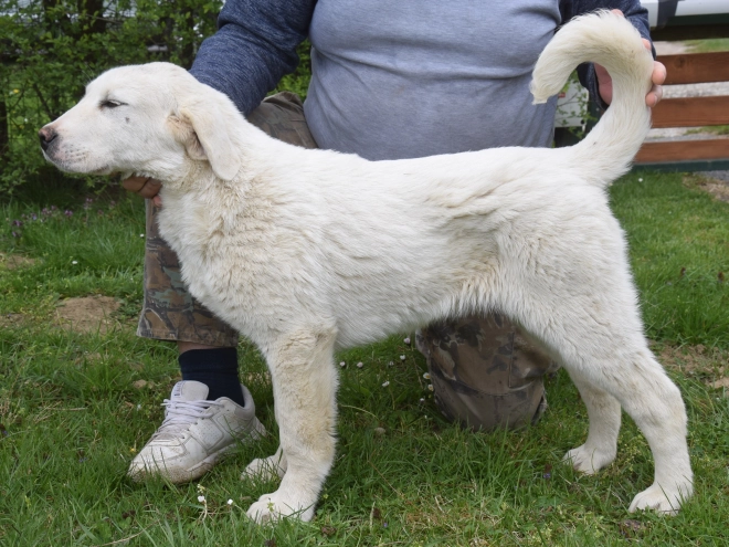 Central Asian Ovcharka puppy for sale